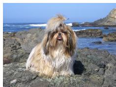 rock dog
